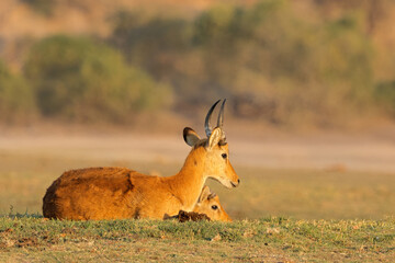 A male puku antelope (Kobus vardonii) resting in natural habitat, Chobe National Park, Botswana, southern Africa.
