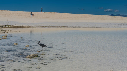 A beautiful black heron walks in shallow water at low tide. Long legs, gracefully curved neck. Silhouettes of people on a sandy beach. The blue sky. Madagascar. Nosy Iranja