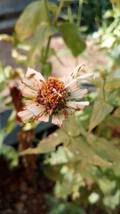 Beautiful white Zinnia Flower in Bloom – Macro Photography. Close-Up of a Fresh white Zinnia Flower with Petal Details. Elegant white Zinnia Flower Isolated in Nature. Bright white Zinnia Blossom