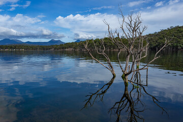 reflection of trees in water
