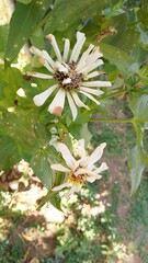 Beautiful white Zinnia Flower in Bloom &ndash; Macro Photography. Close-Up of a Fresh white Zinnia Flower with Petal Details. Elegant white Zinnia Flower Isolated in Nature. Bright white Zinnia Blossom