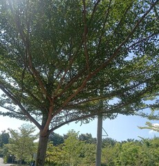 close up of trees, green trees. green trees with blue sky. golden ketapang tree or pohon ketapang...