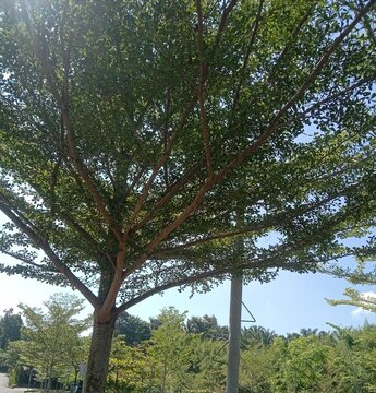 close up of trees, green trees. green trees with blue sky. golden ketapang tree or pohon ketapang kencana. trees as yard shade.