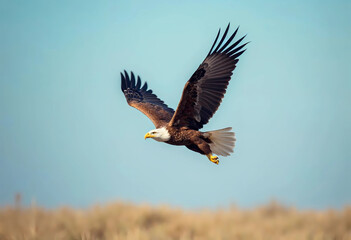 Obraz premium Majestic Bald Eagle in Flight over Golden Field