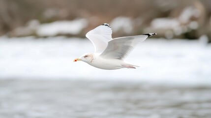 Obraz premium Seagull in flight over snowy river, winter landscape