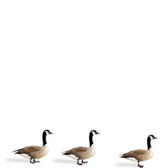 Obraz premium Three Canada Geese