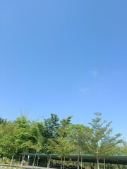 close up of trees, green trees. green trees with blue sky. golden ketapang tree or pohon ketapang kencana. trees as yard shade.