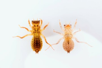 白背景に並んだシオカラトンボ属の二匹の幼虫、ヤゴ