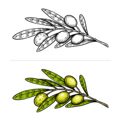 Hand drawn olive. Olive line art vector illustration