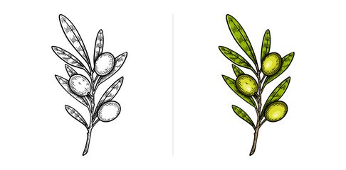 Hand drawn olive. Olive line art vector illustration