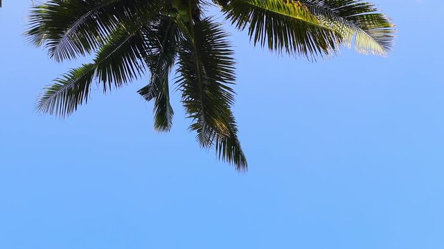Palm leaves sway gently in warm tropical breeze against blue sky. Exotic horizontal background for text, copy space for travel concept. Vacatiom mood motion.