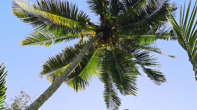 Palm leaves sway gently in warm tropical breeze against blue sky. Exotic horizontal background for text, copy space for travel concept. Vacatiom mood motion. Life on thai island.