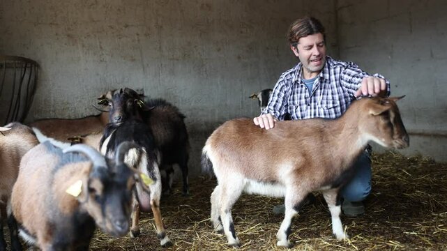 Male farmer takes care of herd of goats in a paddock at an animal farm