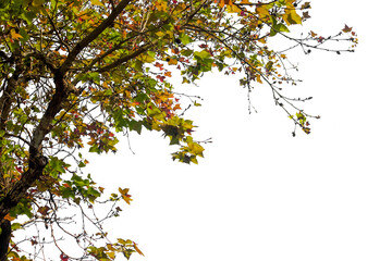 Tropical tree leaves and branch foreground isolated on transparent