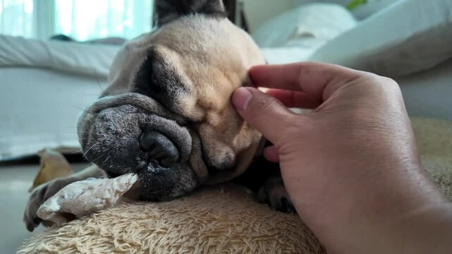 A man pets a dog lying on a dog mat while it chews on a rawhide bone.