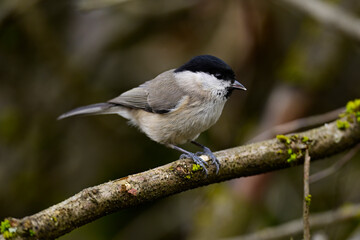 Sumpfmeise // Marsh tit (Poecile palustris)