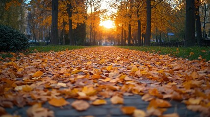 Autumn path sunset, leaves, park, city