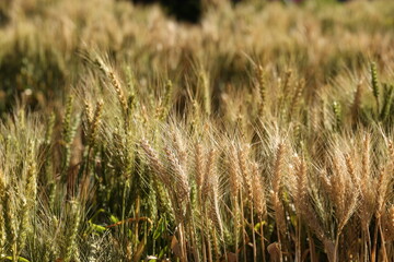 golden wheat field