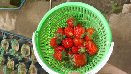 fresh strawberries picked straight from the garden
