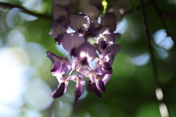 close up of wisteria
