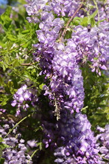 close up of wisteria