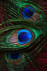 Naklejka premium peacock feather close up