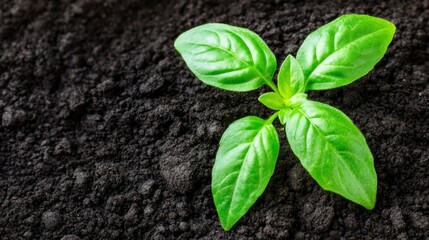 Young Basil Plant Sprouting in Dark Soil
