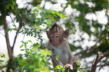 可愛いサル