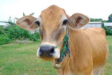 Close-Up of a Brown Cow with Green Rope Halter in a Rural Farm Setting