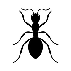 Ant silhouette on white background