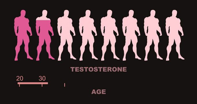 Human age scale and men silhouettes with testosterone level. The measuring progress bar. Dependence of testosterone levels on age.