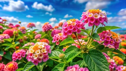 Obraz premium Colorful vibrant pink lantana camara flowers are in full bloom surrounded by lush green foliage and a sunny sky with fluffy white clouds, ornamental plants, tropical