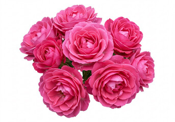Fototapeta premium A vibrant bouquet of pink roses, showcasing their lush petals and green leaves, beautifully arranged against a clean white background.