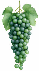 Green Grapes Illustration Lush Vine Botanical Art