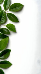 Fototapeta premium Green Leaf Illustration on White Background