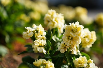 柔らかな色合いのストック