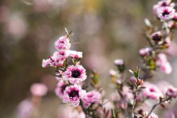繊細に咲くギョリュウバイの輝き