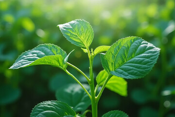 Obraz premium Fresh green leaves glistening in sunlight, showcasing nature beauty and vitality