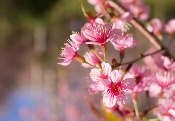 Obraz premium Wild Himalayan Cherry Blossoms in spring season, Prunus cerasoides, Pink Sakura Flower