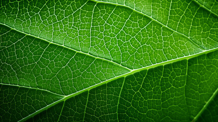 green leaves abstract background. close up texture of green leaf veins