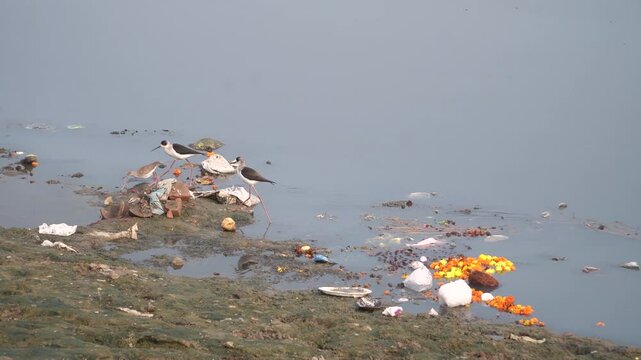 Exposing Yamuna pollution, toxic river water, and affected wild birds
