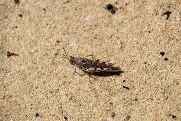 Common Urnisa (Urnisa guttulosa) on sand, South Australia