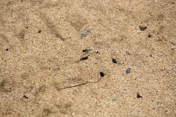 Banded Bee Fly (Villini) resting on blade of greass, South Australia