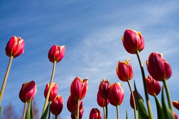 青空に映えるアイスチューリップ