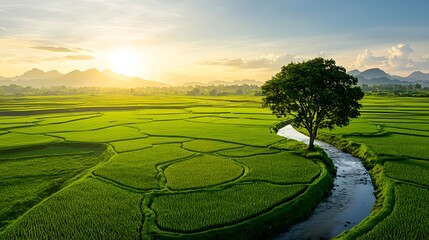 Lush verdant rice fields stretching across the countryside illuminated by the warm glow of the morning sun and glistening with delicate dewdrops  A serene