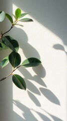 Green leaves and shadows on white wall in bright sunlight creating a natural pattern