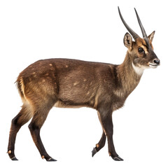 antelope isolated on white background