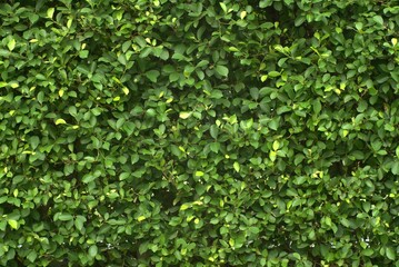 Close up group of background tropical green leaves texture and abstract background. Tropical leaf nature concept