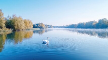 Serene swan on calm lake, autumn trees background; nature scene