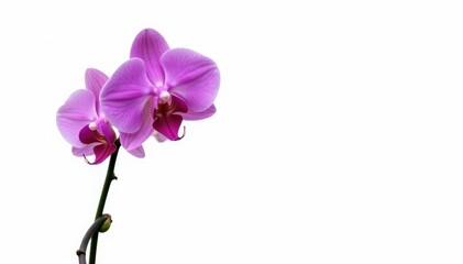 elongated purple orchid stalk with blooming flower on white background, blooms, nature